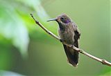 Brown Violetearborder=